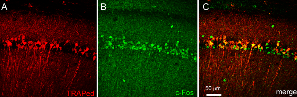 Early life seizure-associated neurons (A, red cells) are preferentially re-activated by later life seizures (B, green cells; C, combined).